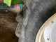 PULVE.TECNOMA FORTIS 4300